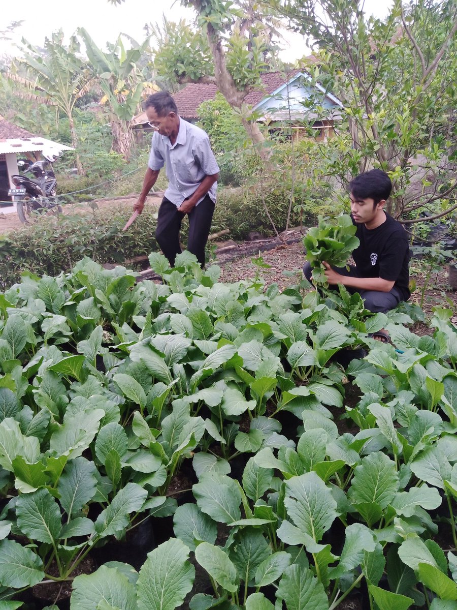 istychomell's tweet image. Bapak dan mas 🤍🌻
Metik sawi di halaman rumahku 💚