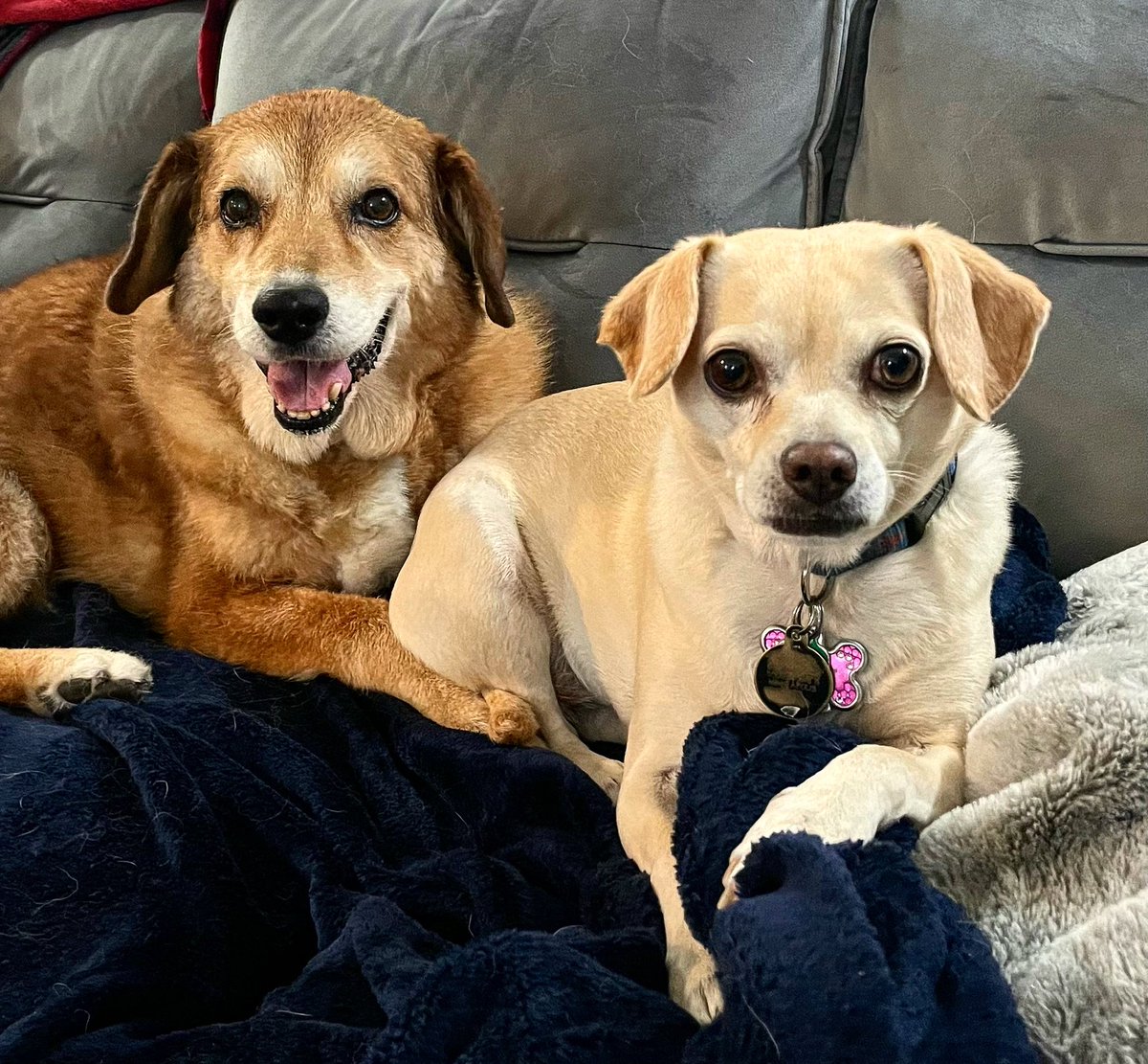 nheath80's tweet photo. 16 year old Alex and her bff Butters are bffs! #doglovers https://t.co/uv99vlTHz0