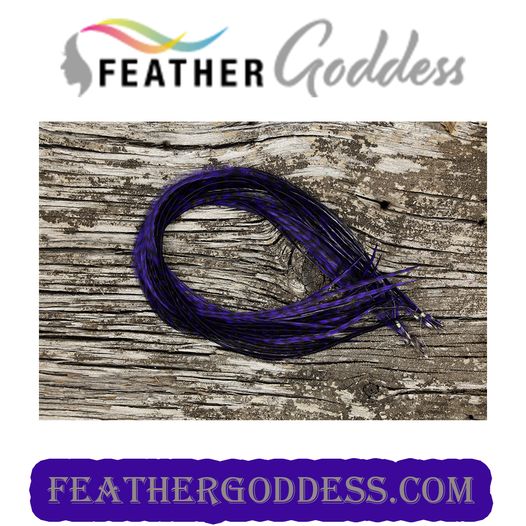 GRIZZLY DYED PURPLE HAIR FEATHERS
feathergoddess.com/.../Hair.../FG…...
:
#hairstyles #hairextensions #hairsolons  #featherhairextensions #hairstyle #fashionfeathers #feathergoddess  #hairdresser #collegefootball #collegiatesports #schoolcolors #holidaycolors #holidays