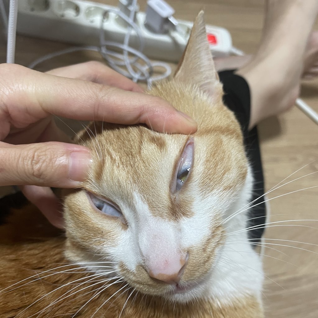 ddubicat's tweet photo. 오랜만에 뚜비의 근황을 전해 드려요 https://t.co/aupxeMEnhw