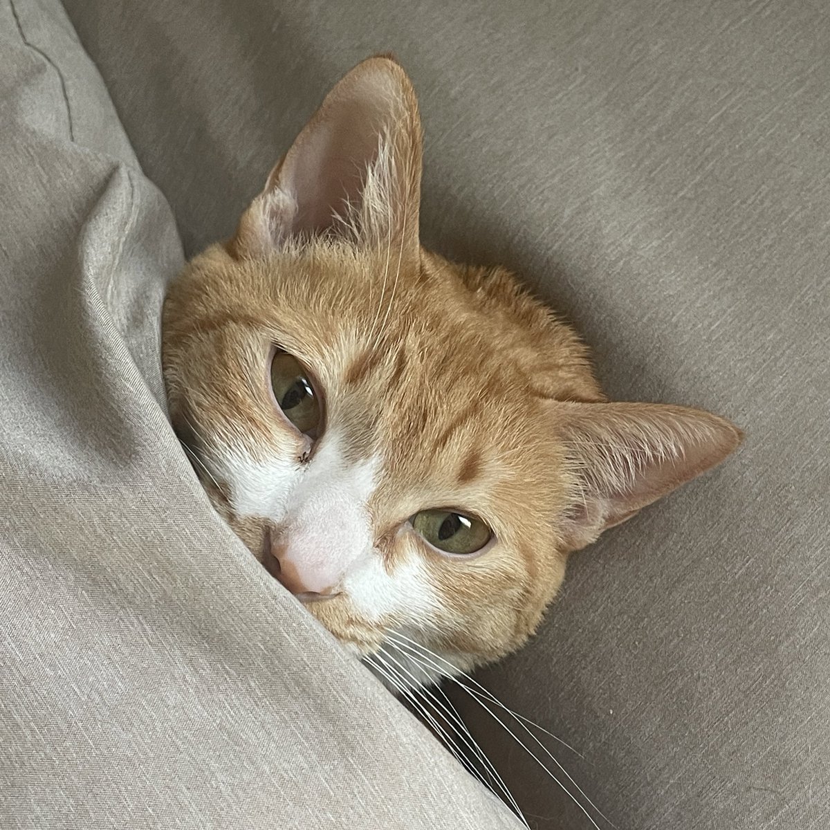ddubicat's tweet photo. 오랜만에 뚜비의 근황을 전해 드려요 https://t.co/aupxeMEnhw