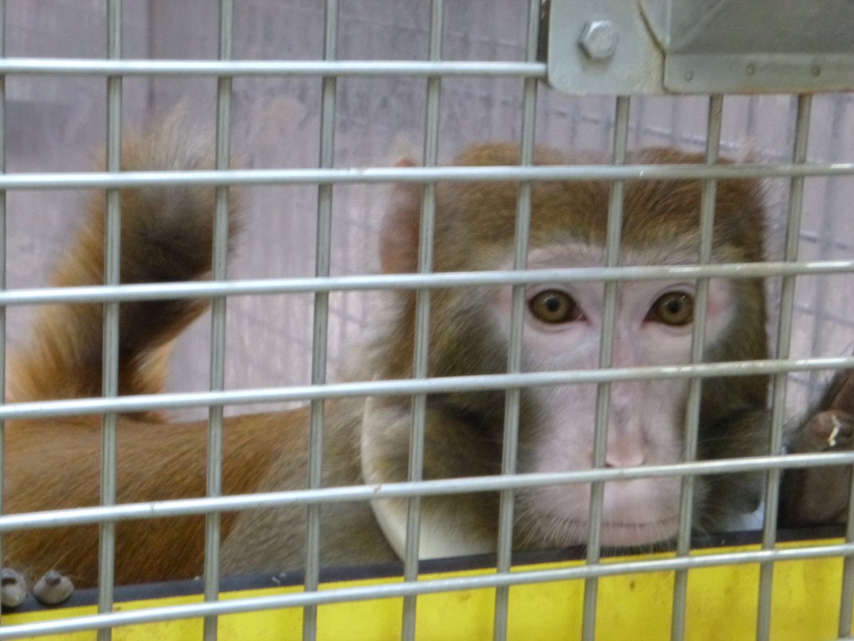 Action4Primates's tweet photo. As long as @NIH continues to reward researchers with $millions @OHSUNews will continue to concoct inhumane experiments that turn #monkeys into 'alcoholics' & kill foetuses & infants in Western-style diet research: https://t.co/z96p2qOy3M & https://t.co/5mXx63NXeo
#NotOursToUse https://t.co/OSB7UWWE5d