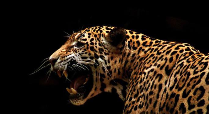 Operation Jaguar 🐆
Our specialized anti-wildlife trafficking team with our K9s are deployed in South America at the moment. They are helping the wildlife department with special search operations. Our dogs are trained to detect the most endangered wildlife species on earth.