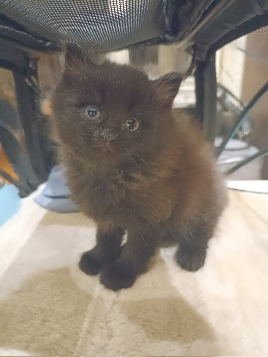 𝑨𝒎𝒂𝒏𝒅𝒂🐈⬛ tweet media