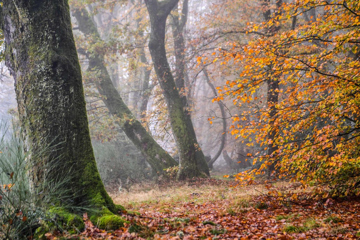 rolmou's tweet image. A vous de juger #QuestionRebelle #Sondage