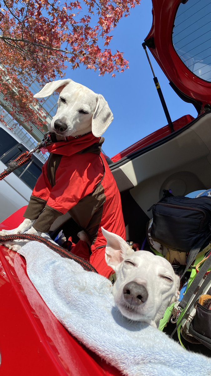 mocha_mill's tweet photo. 🐾☀️🌻🌻
🆙20221112▶️
_
#beagle / #italiangreyhound #scenthound #whippet #sighthound #dog #photo #art #dogs #doglove #doglovers #doggy #picpets #photography https://t.co/97XordsvWy