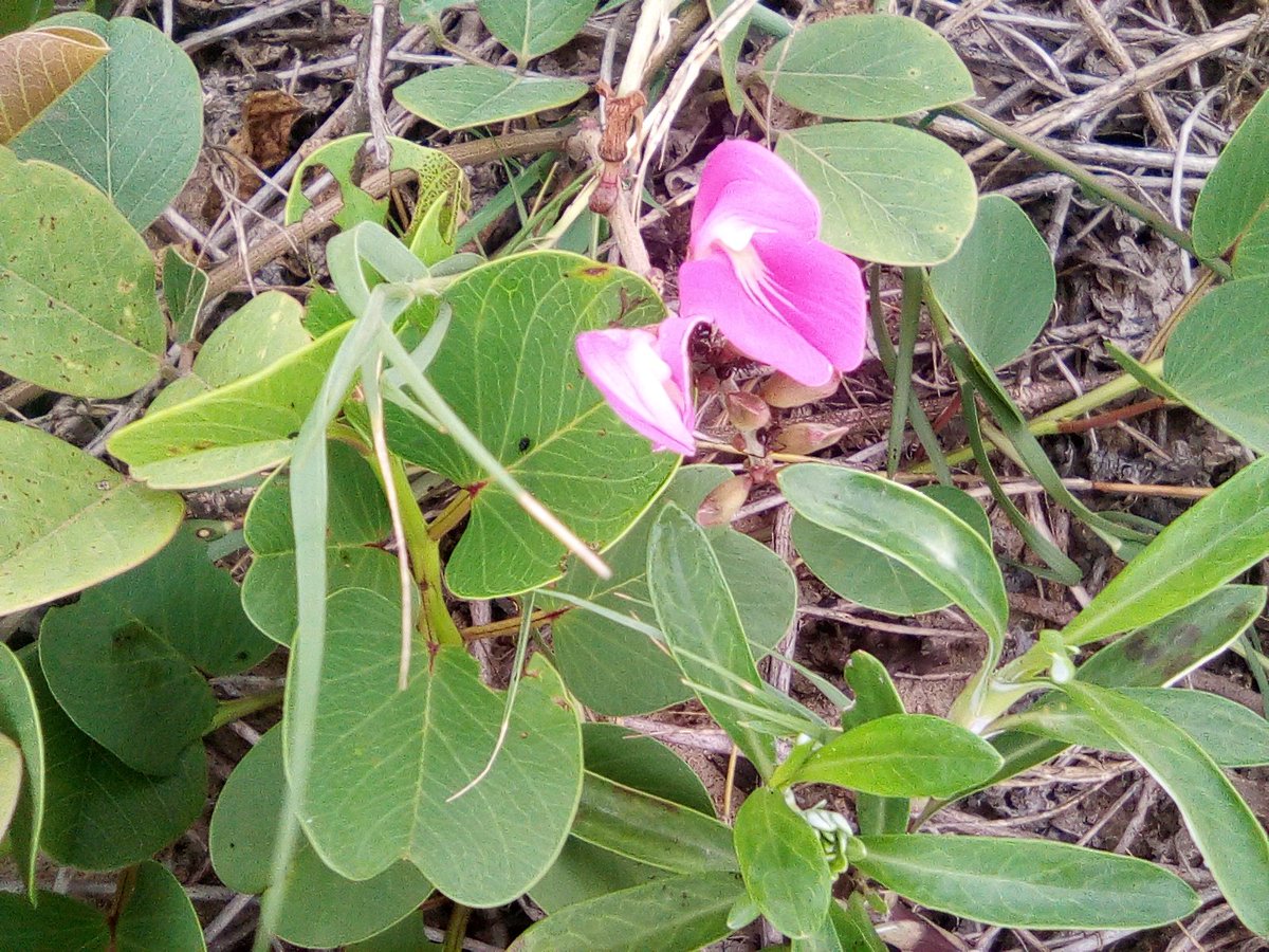 info4u2use's tweet image. The issues with #StringsNotThings are not understood within the SEO industry.  The #HummingBird  algorithms look at the #SemanticConnectrdness of things, and ignore #KeyWords, #WordCounts and other  do called SEO METRICS.  So purpose, intent and sentiment are now important #SEOVI