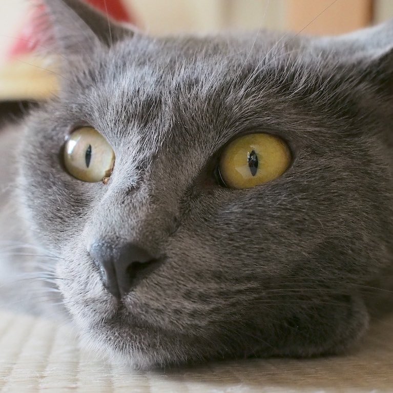 くつろぎ猫カフェnorara のらら 岐阜にある猫カフェ 子猫のへや
