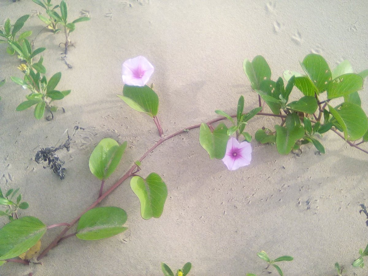 info4u2use's tweet image. You obviously sell #SnakeOil and other related bad stuff. Take a #PeepSee at the #StringsNotThings hashtag and start crying foul!  The #HummingBird algorithm is nearly ten years old, but you are still ignoring this.. Why.. what you gonna tell your clients?  @ahrefs  @ecr9495