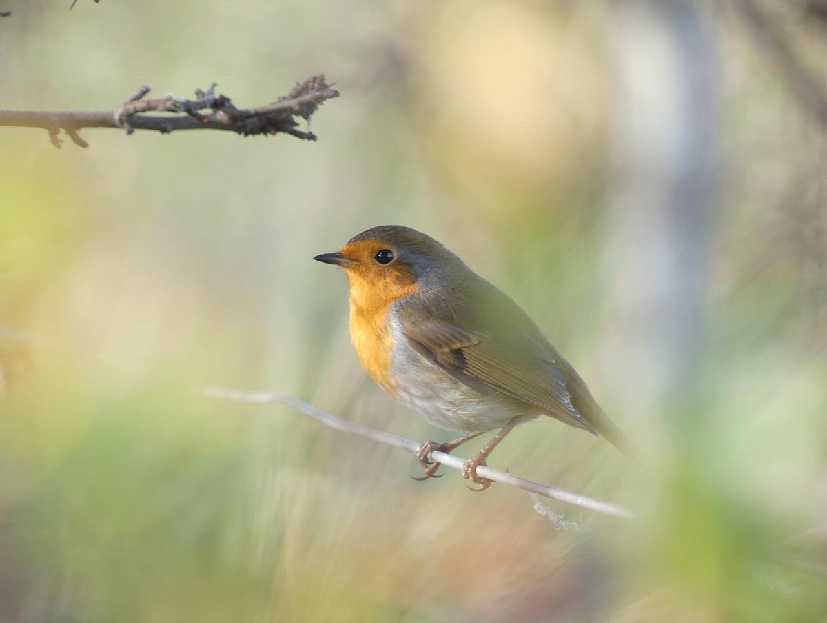 JoshsWildlife's tweet photo. #robins #birds #robin #nature #bird #birdsofinstagram #wildlife #robinsofinstagram #robinredbreast #birdphotography #naturephotography #birdwatching #love #wildlifephotography #rspb
At @RSPBNorthScot Udale Bay https://t.co/bQibgew53J