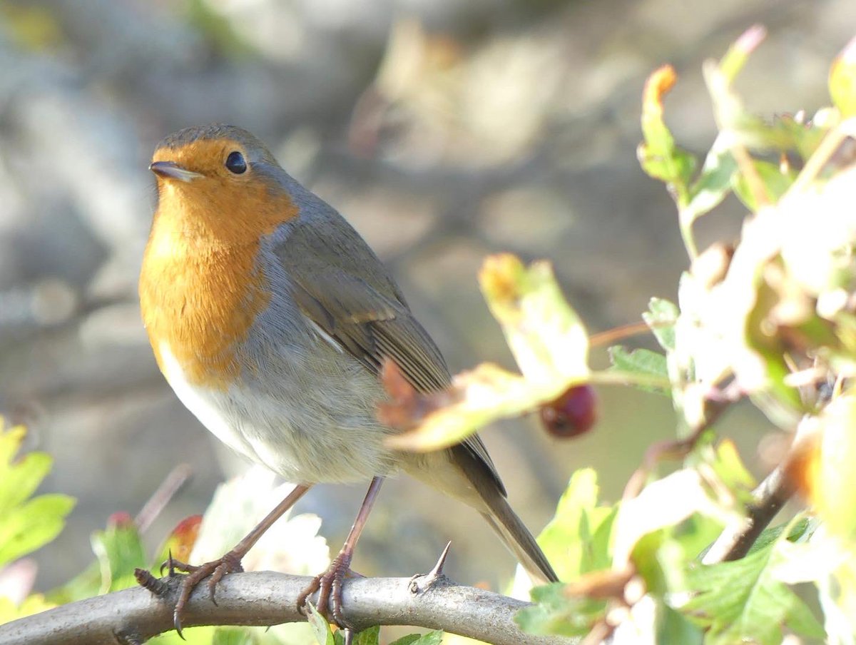 JoshsWildlife's tweet photo. #robins #birds #robin #nature #bird #birdsofinstagram #wildlife #robinsofinstagram #robinredbreast #birdphotography #naturephotography #birdwatching #love #wildlifephotography #rspb
At @RSPBNorthScot Udale Bay https://t.co/bQibgew53J