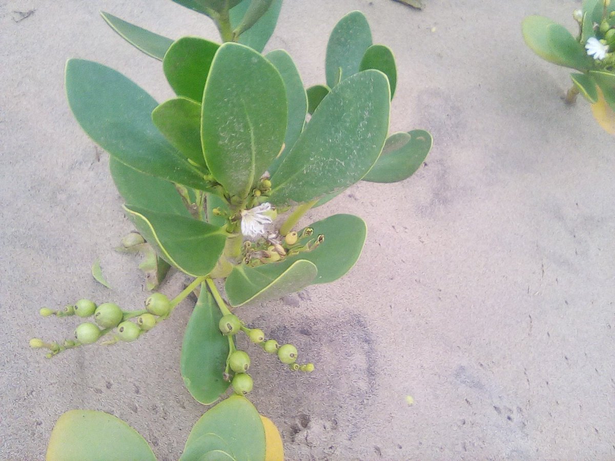 info4u2use's tweet image. Very true, coz these guys get the #ThingsNotStrings message that came along with the #GoogleHummingBird algorithm.  Them folks who worry about #KeyWordCount or #KeyWordDensity are being stupid and not understanding how search has evolved to use #EntityMaps #TrustGraphs #Sentiment