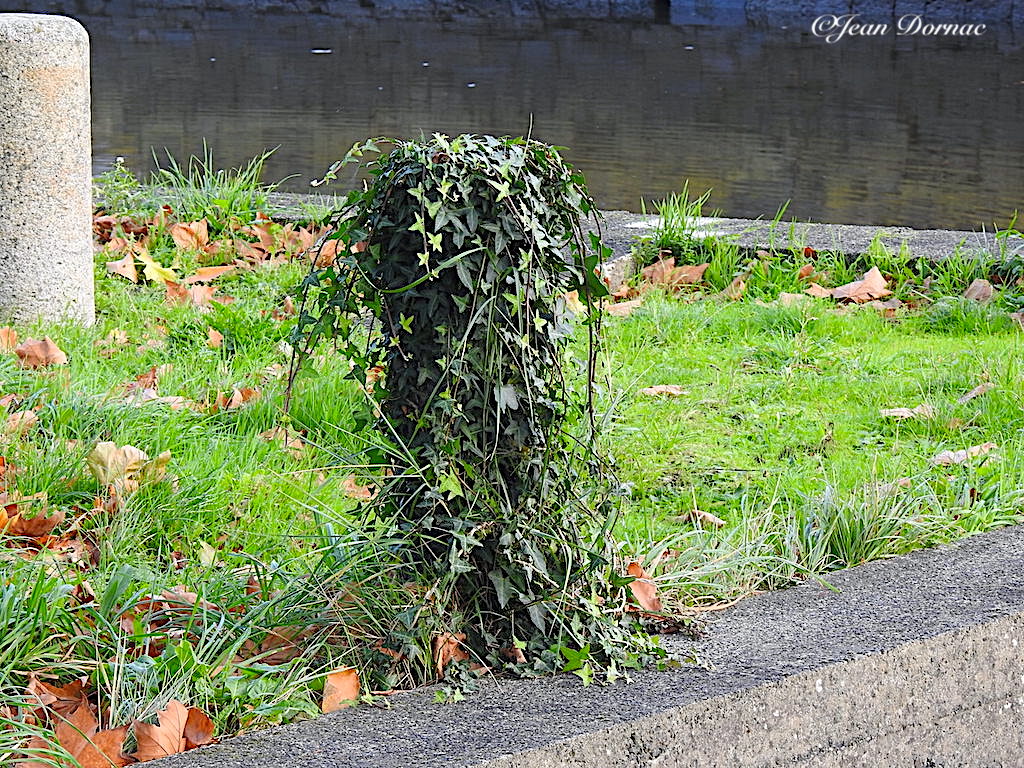 JeanDornac's tweet photo. Juliette la colonne de pierre est étroitement liée à Roméo le lierre, ce sont les amoureux du bord de la rivière Léguer… #Juliette #colone #pierre #étroitement #liée #roméo #lierre #amoureux #Léguer #rive #léguer #Lannion #CôteArmor #Bretagne #France https://t.co/2RpPXSW7Sd