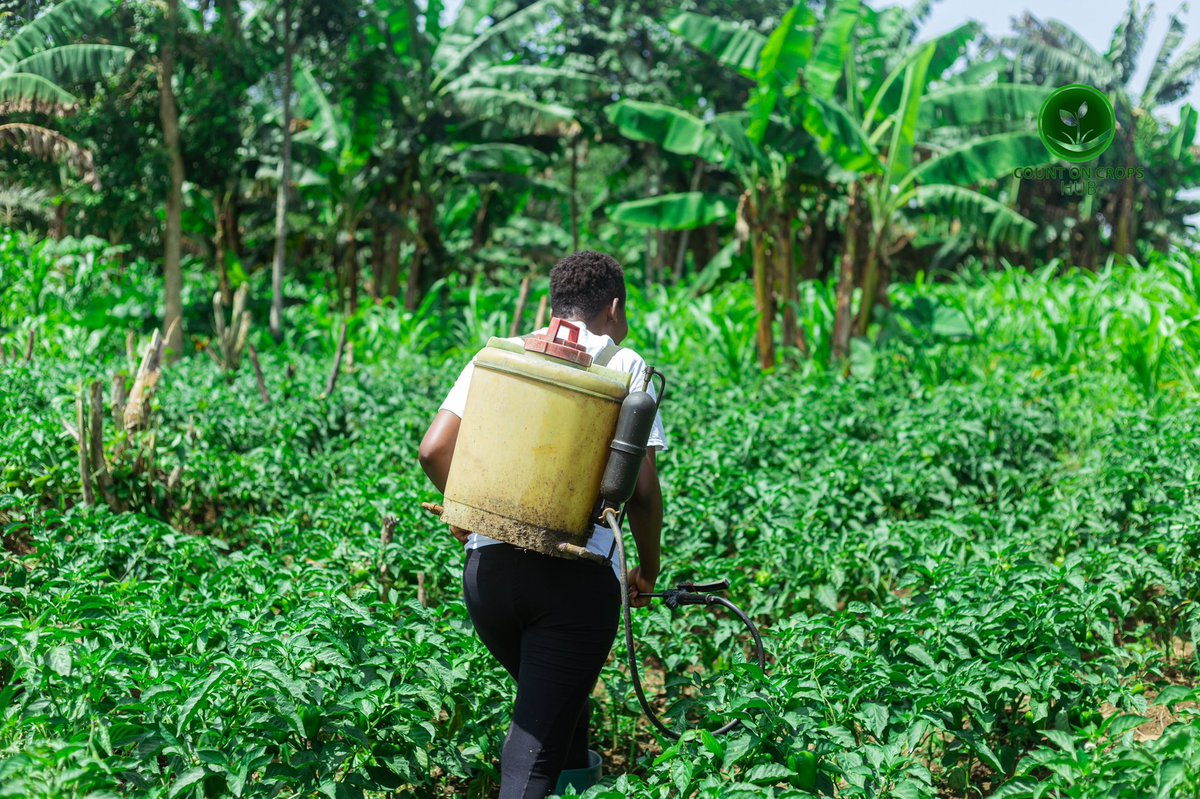 The Ghanaian Farmer tweet media