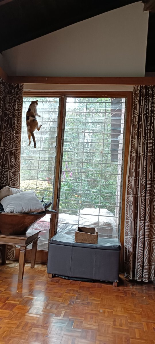 Just hanging out on a #caturday morning...