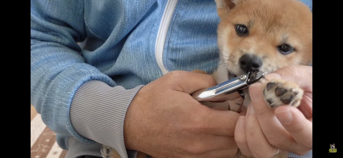 柴犬小春 Kasuba Twitter 柴犬小春 Kasuba Twitter