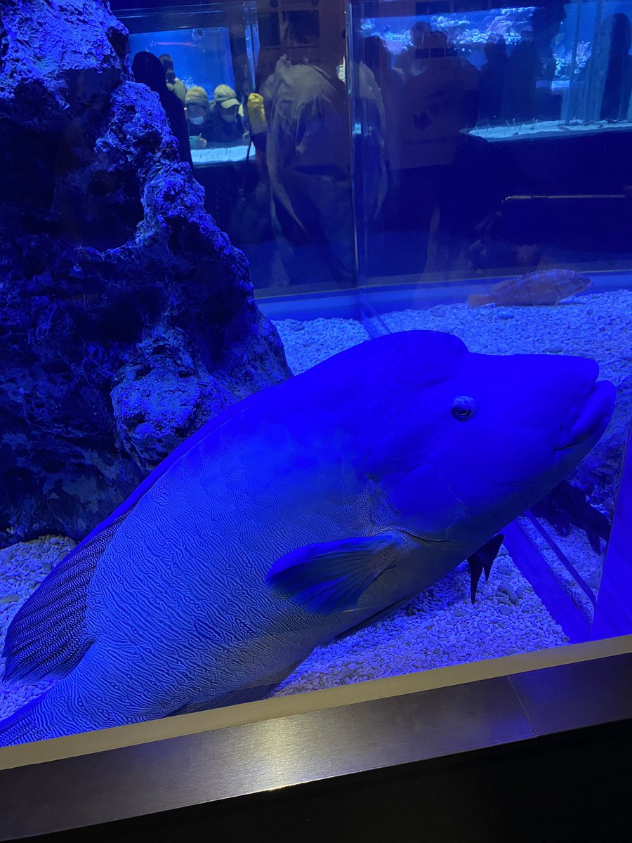 あつまれどうぶつの森 ナポレオンフィッシュの出現時期と場所 値段などの攻略情報まとめ あつ森 攻略大百科 あつまれどうぶつの森 ナポレオンフィッシュの出現時期と場所 値段などの攻略情報まとめ あつ森 攻略大百科