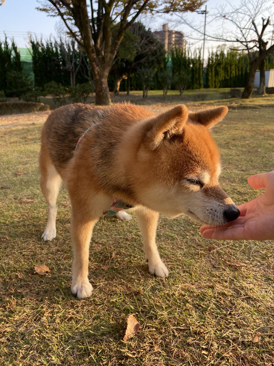 おかしぱくり🍫