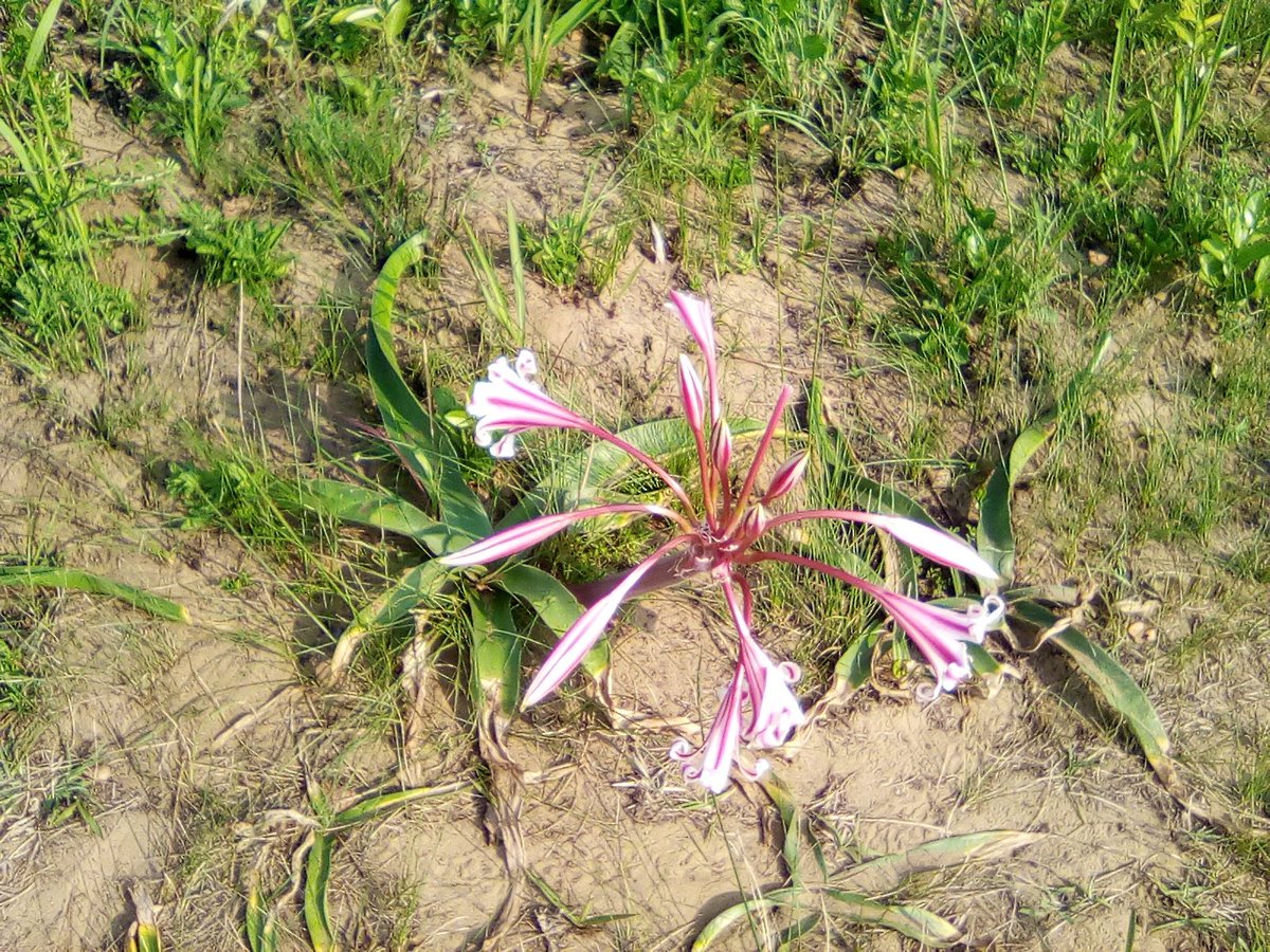 info4u2use's tweet image. Look at the date of this tweet below. Then think about your content creation guide lines. So #ThingsNotStrings needs your attention and thoughts, especially in relation to your #SERP and click through rates or CTR