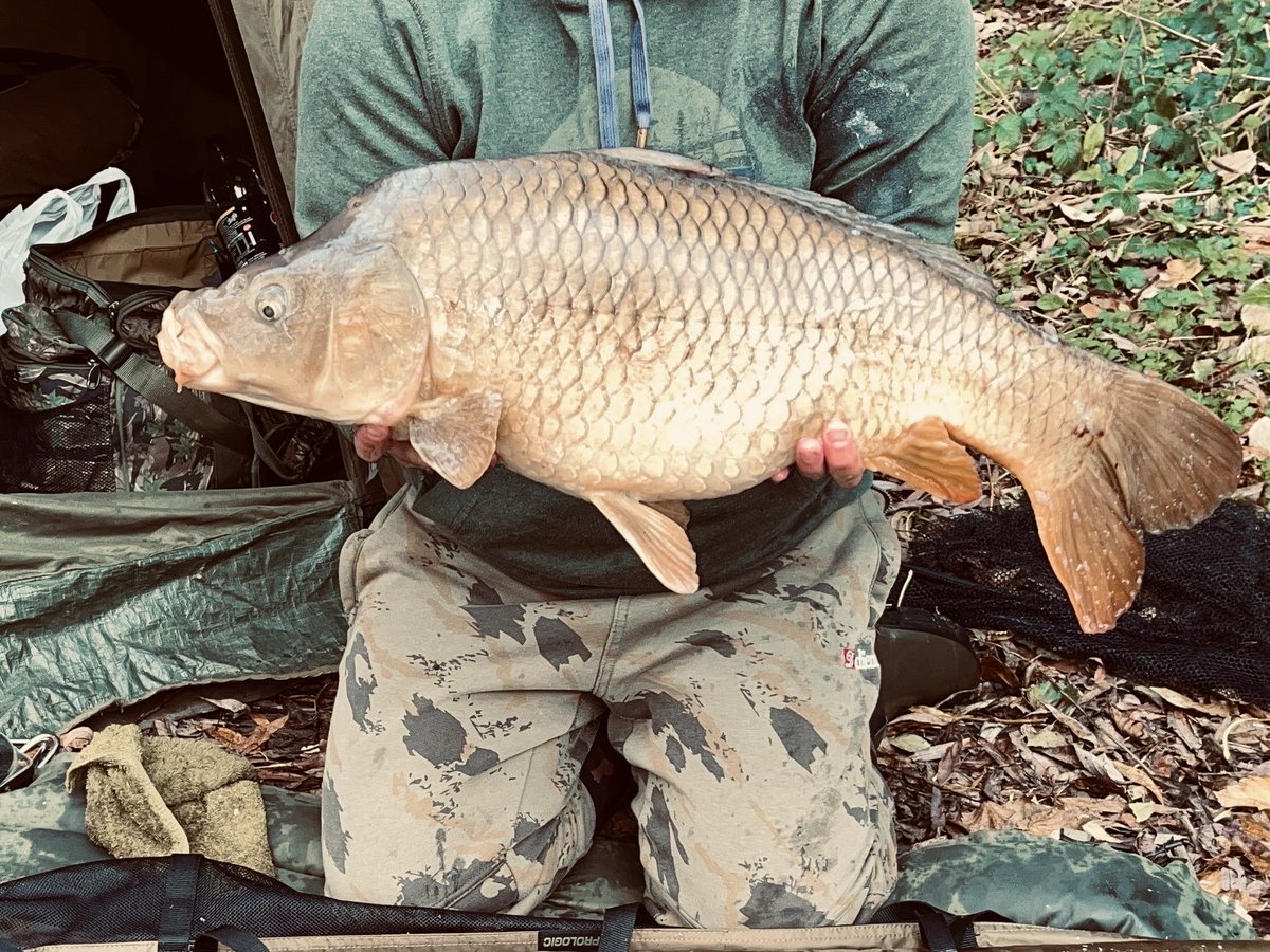 RT @AaronKe39988631: At 17 pounds a welcome autumnal carp, now off to the spurs match. https://t.co/tQaLhz4L2L