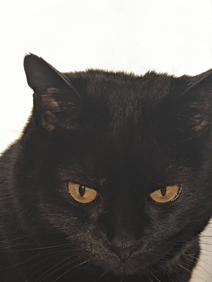 Good morning @RushFamTourneys have a most excellent Pratt/Cat #RIPNeilPeart <a href="/vivien2112/">Vivien</a> <a href="/BStrangiato/">Bob Vila Strangiato</a> <a href="/newworldrushman/">Albert Ortenzi</a> <a href="/Down28To3/">TB[21]12 🌊🍑</a> <a href="/JohnRiverajr3/">John Rivera jr</a> <a href="/Tinathread/">Tina Pearl</a> @LWalroo @Anagram2112 <a href="/DebbieMaz/">Debbie Mazella</a> <a href="/MaraJade_2017/">𝔐𝔞𝔯𝔞 𝔍𝔞𝔡𝔢 🎞️ 🍿</a> @GiraffeCyclist <a href="/kgerm30/">K Germ</a> <a href="/BWieds/">Barry ‘Wieds’</a> <a href="/jcd823/">James Cornelius</a> <a href="/Jenniferkunkel/">Jennifer Kunkel</a> <a href="/BurnsideOToole/">Burnside</a>