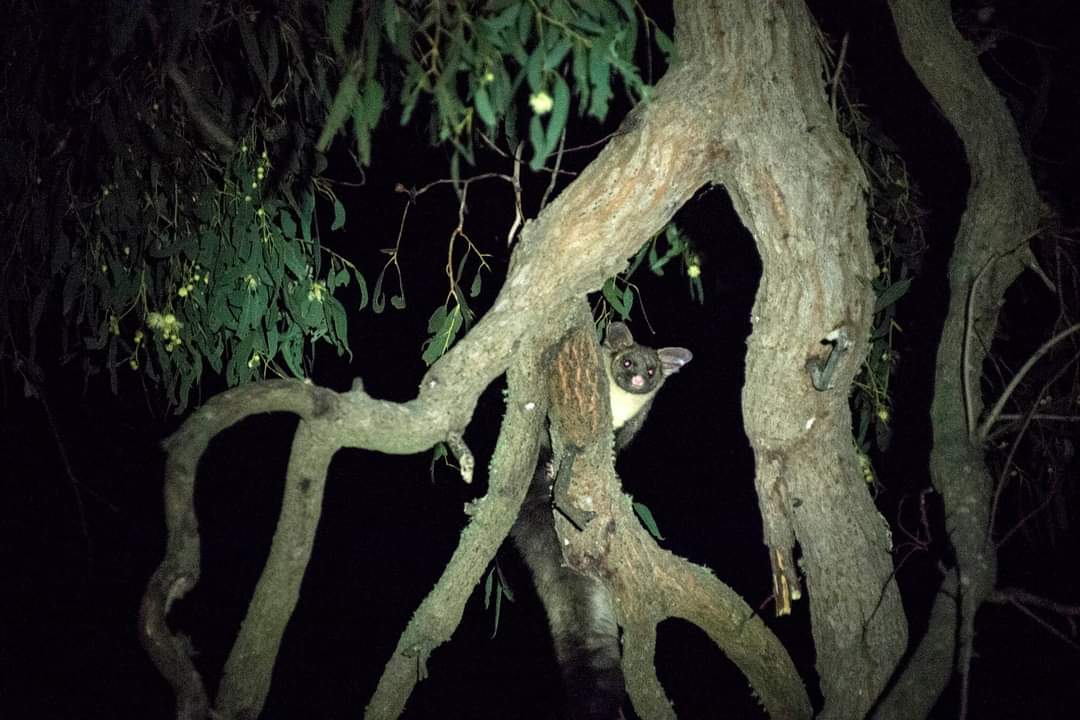 animaljusticeAU's tweet photo. "Sometimes you get there too late.
Yellow bellied glider forest logged by @VicForestsComms Coldcase coupe, Colquhuon Forest." #GunnaiKurnaiCountry
#VoteForestsVoteClimate
#EndNativeForestLogging
#VicElection2022
- Friends of Bats & Habitat Gippsland. https://t.co/MJksaeNBGY