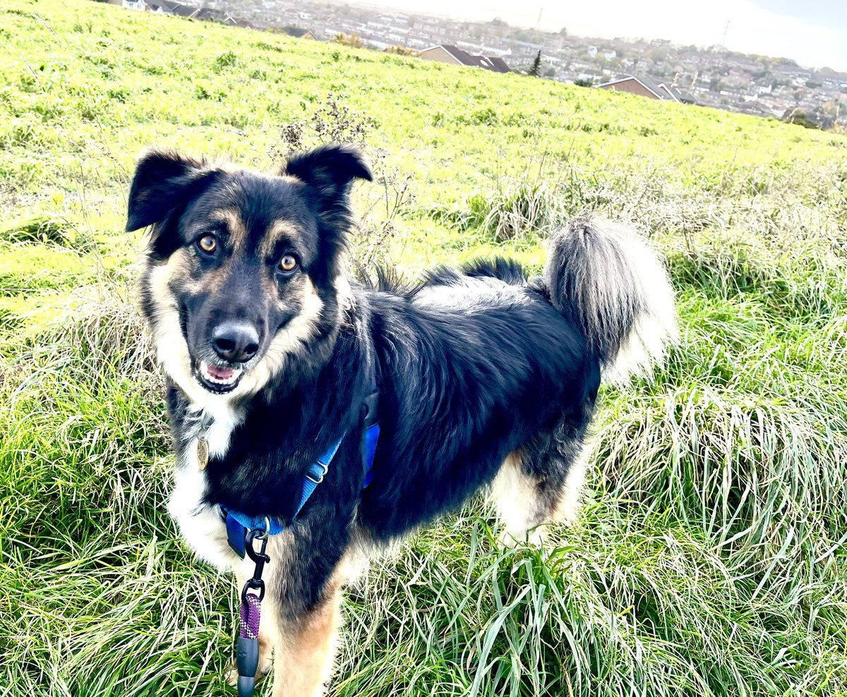 KickLizard7's tweet photo. The Dark Lord looking very pleased with himself this morning after scaring off a troublesome seagull who had the audacity to be where they were not supposed to be (anywhere near Jack!).
#RescueJack #TheDarkLord #DarkLord #ForeverHome #RescueDogs #RescueDog #Shollie #Dog #Dogs https://t.co/MwFMasED2e