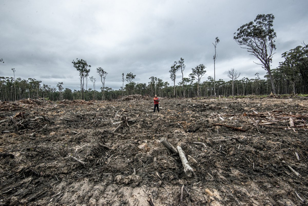 FriendsBats's tweet photo. #GunnaiKurnaiCountry: Sometimes you get there too late. Yellow bellied glider forest smashed winter 2022 by #VicForests Coldcase coupe, Colquhuon Forest
#VoteForestsVoteClimate #EndNativeForestLogging https://t.co/X2aihLSUzW