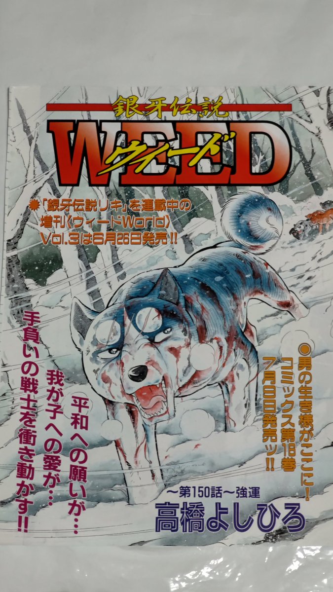 銀牙伝説WEEDの巻頭カラー❗😁 ついに捕らわれた銀が、脱走しま