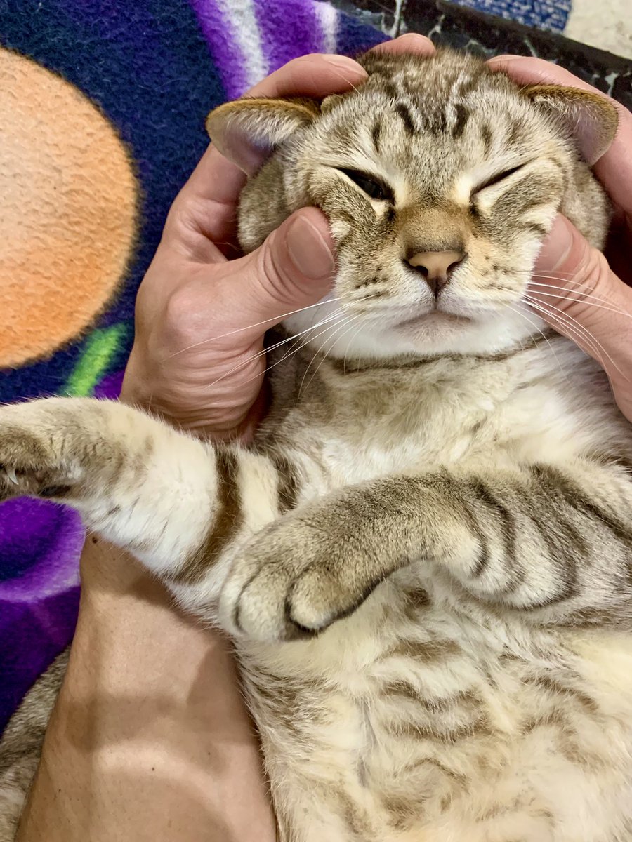 ルイス饅頭いかがですか〜🐈笑

#猫 #保護猫 #猫のいる暮らし