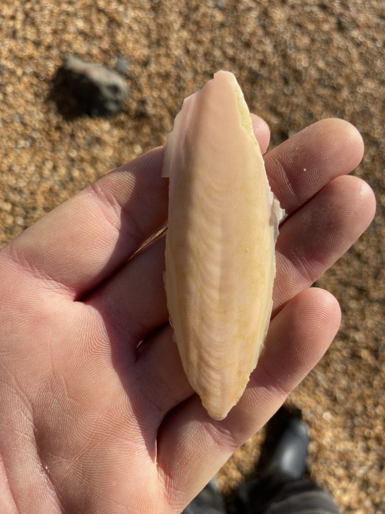 My first rare pink cuttlefish (Sepia orbignyana) cuttlebone in the storm strand-line on the SW coast of the Isle of Wight! A tantalising glimpse of a very rarely seen cephalopod in our seas! #cuttlefish #marinebiology #marinebiodiversity #beachcombing