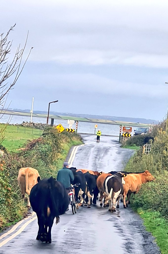 Good Morning! Great start and I needed the cold water immersion! Even the cows were heading to the beach today! #WestofIreland #SeaSwimming #GalwayGirl @dubscouse @PaidiOGrada @wildatlanticway