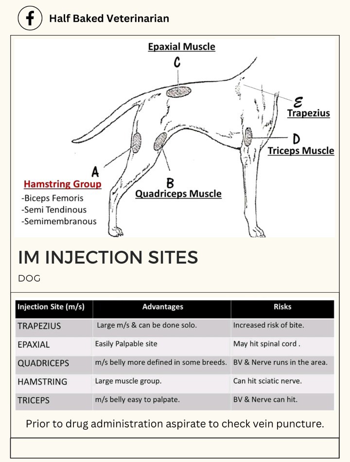 Intramuscular Injection Sites Dogs