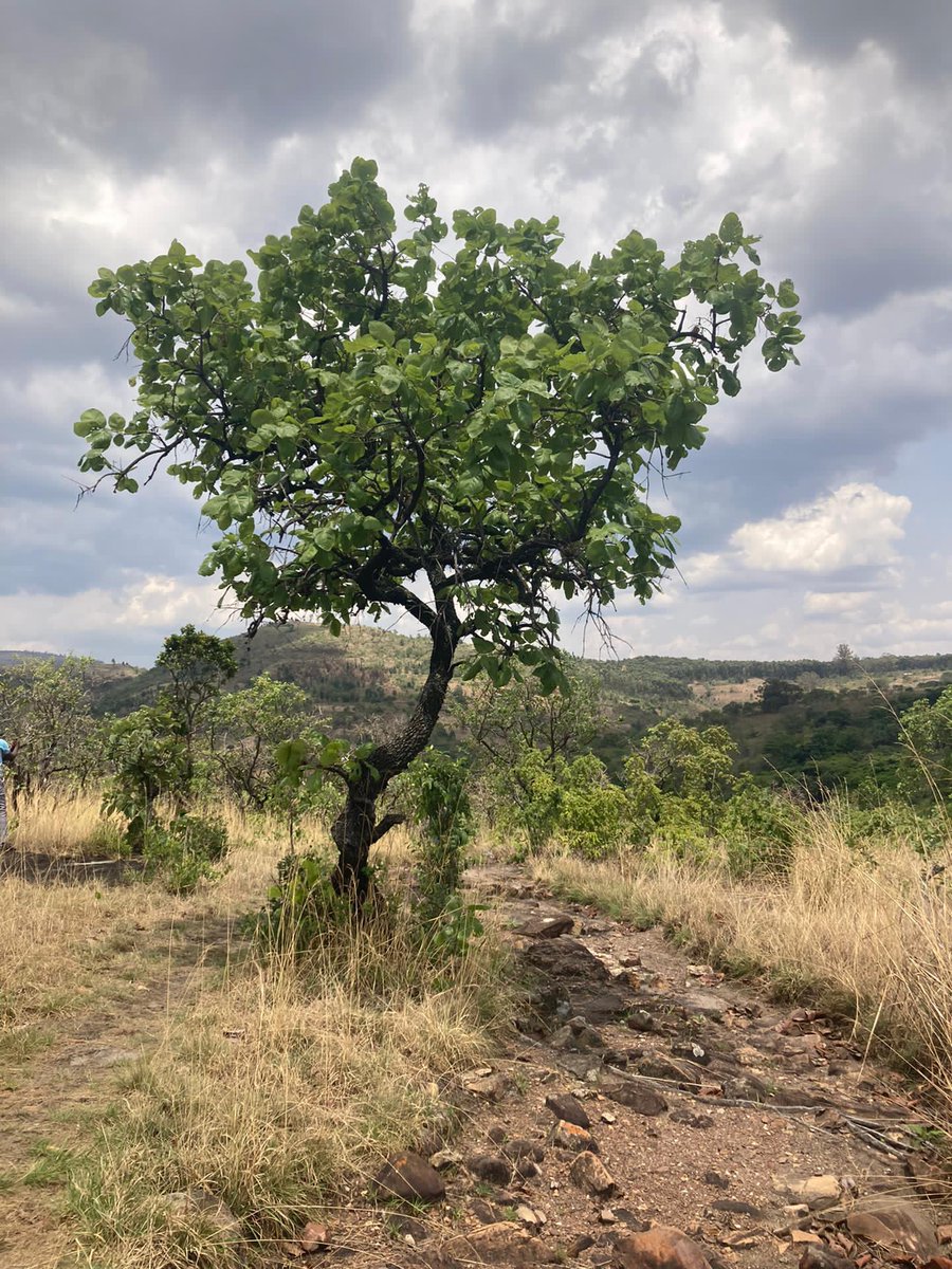 Visit Burundi tweet media