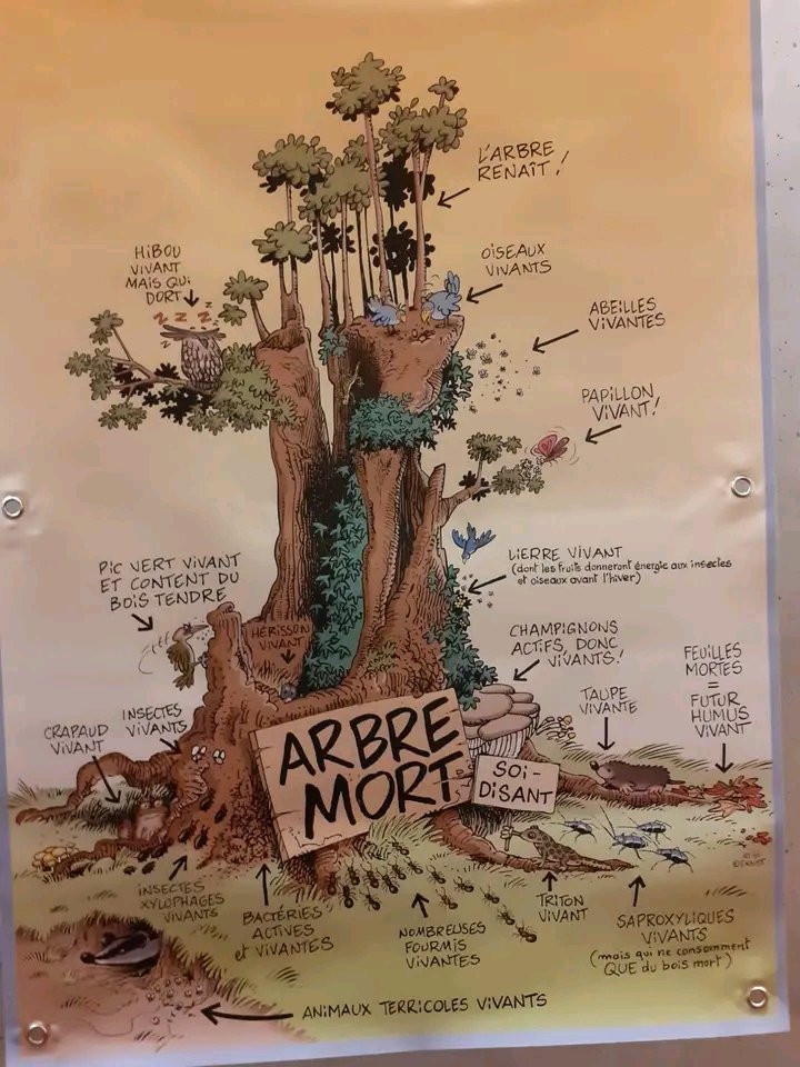 PHYTOPSP's tweet image. Cet arbre 🌲 est il mort ou continue de vivre ... ?