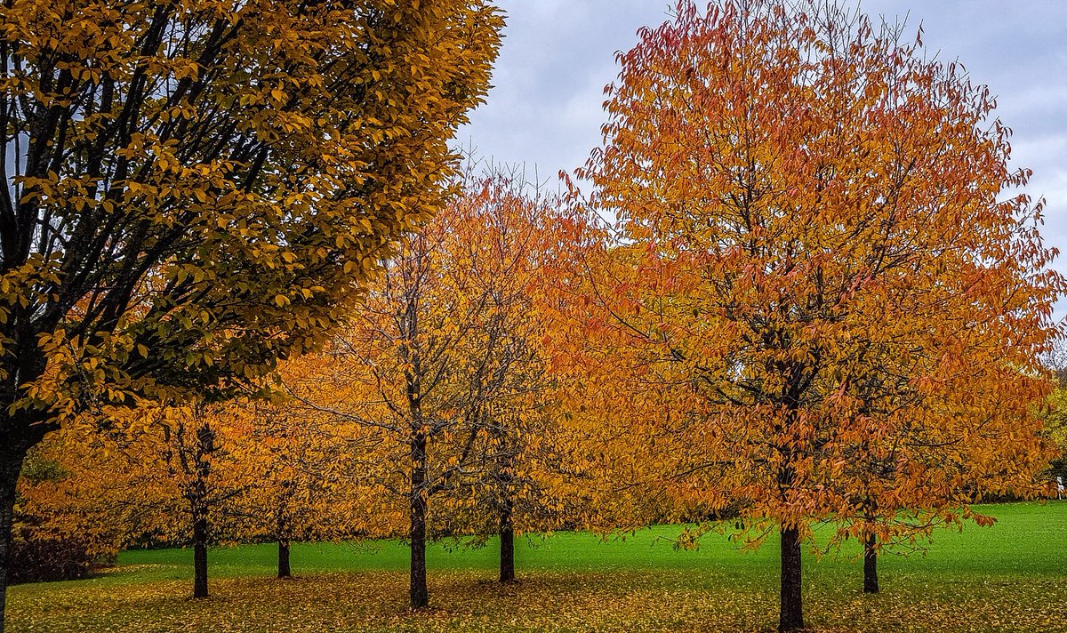 Wonder why 
October 
doesn't arrive 
every month...

#7wordspoet #poetry #NaturePhotography #autumntrees #writerslift #why