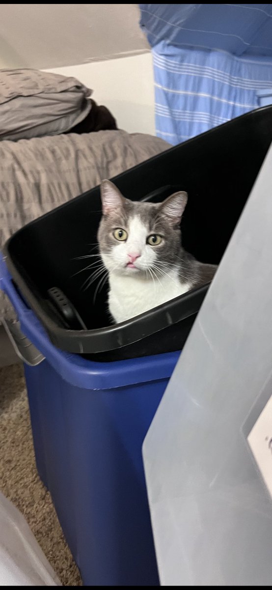 RealRuggle's tweet image. Happy Caturday!!!
#Caturday #CatsOfTwitter