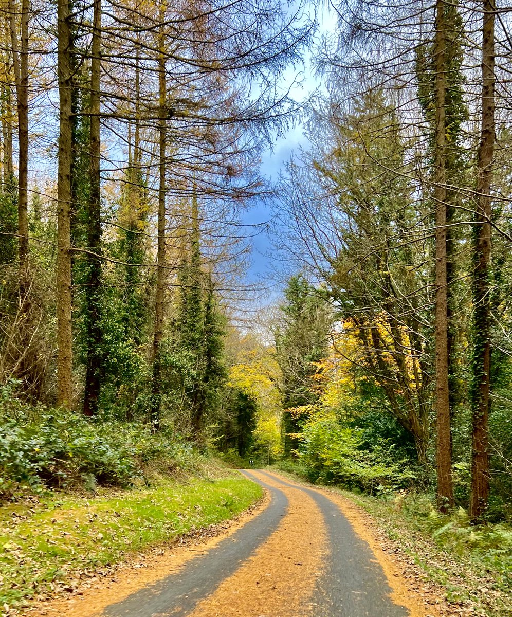 Get to a forest. Chances are, it’s pretty special right now, even in the rain. Yesterday’s scenes in #Kilbroney/#Rostrevor, #CoDown ☔️🍂