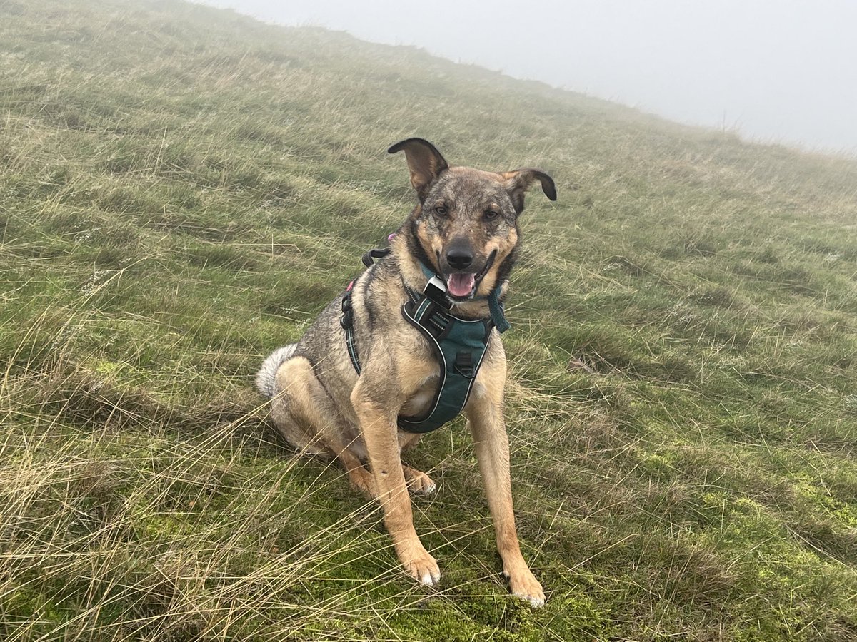 JosieAllan4's tweet photo. Bit warm and Misty, this morning.
‘Over the hills where the spirits fly..’ #magichill #magicsky #magicclouds https://t.co/Un6GNxfnPN