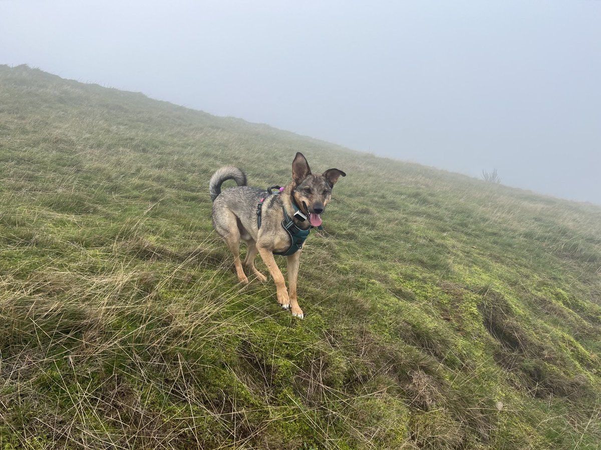 JosieAllan4's tweet photo. Bit warm and Misty, this morning.
‘Over the hills where the spirits fly..’ #magichill #magicsky #magicclouds https://t.co/Un6GNxfnPN
