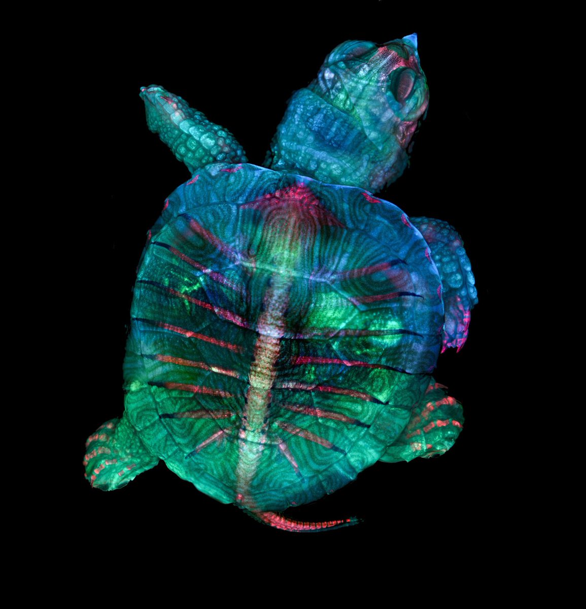 BigBangSciCom's tweet photo. Un embryon de tortue, observé en stéréo-microscopie fluorescente

Crédits : Teresa Zgoda et Teresa Kugler

#microscope #microscopy #animals #naturelovers #animaux #science #wildlife #nature #biologie #biology #SVT_LEADERS https://t.co/d5mvL3sJMU