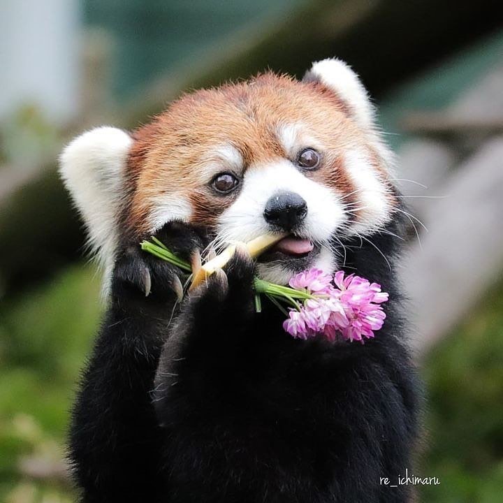 Christinazara87's tweet photo. So nice🐰🐾
.
.
#sleepredpanda #redpanda #redpandaoftwitter #redpandaoutfit #redpandacloths #redpandalovers #red_pandas #Discoverylife #redpandaworlds https://t.co/qCaFkXUBWT