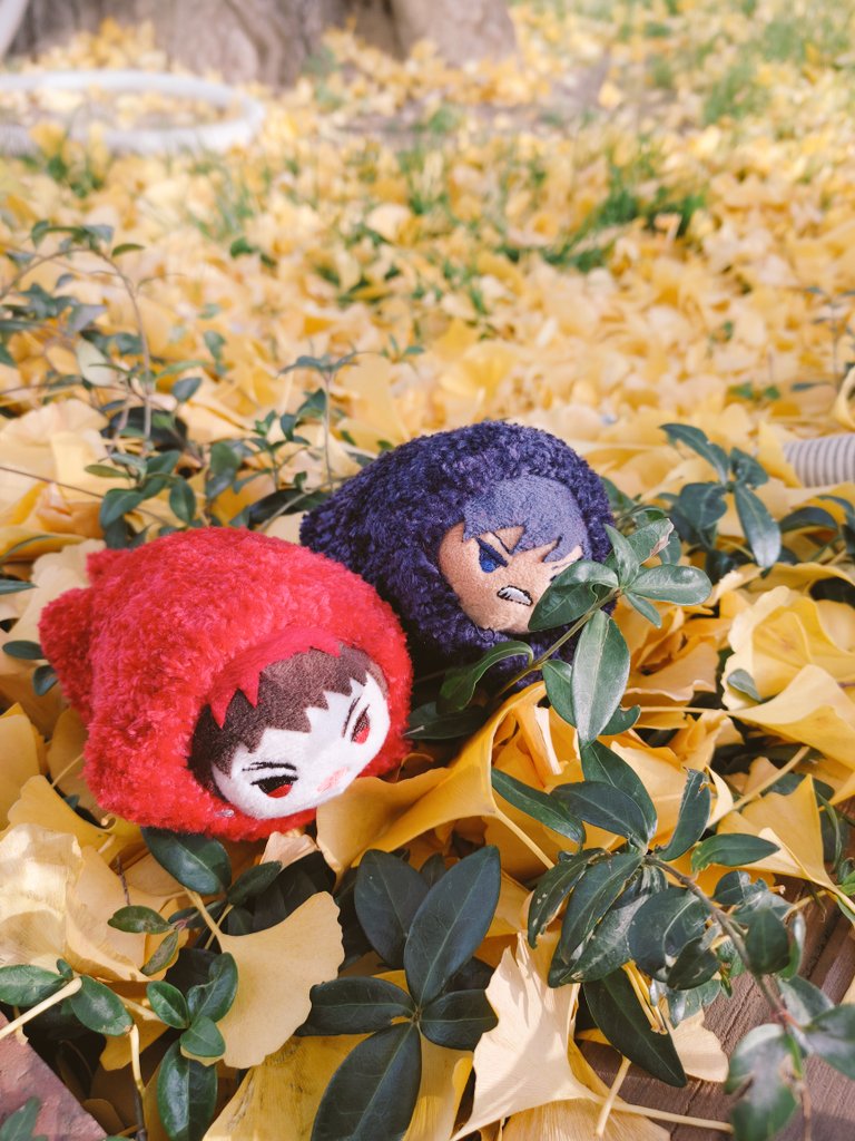 woo8641's tweet photo. いい感じの秋 https://t.co/MD3bWHbq1P