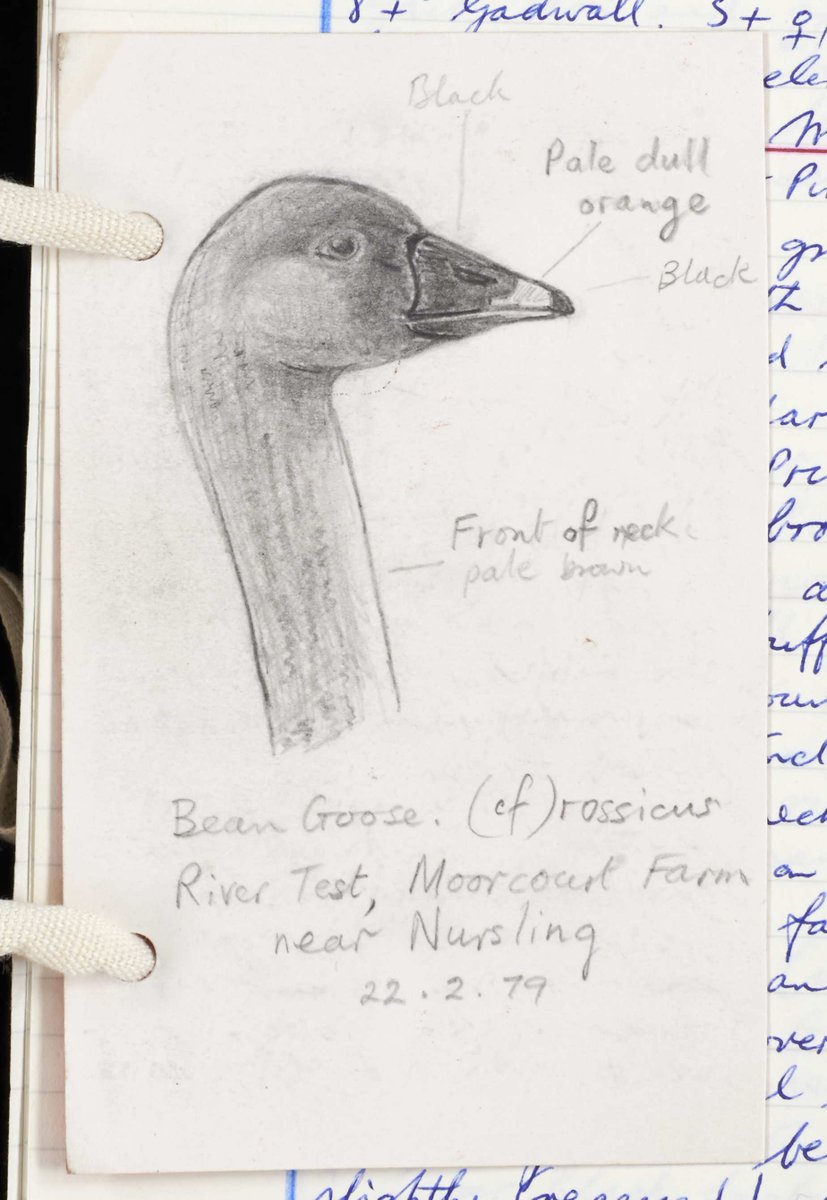 Our latest blog post at bit.ly/3ULC7vZ features the nature diaries of Paul Bowman, wild flower expert and keen birdwatcher; here is a sketch by him of a Bean Goose on the Test at Moorcourt Farm near Nursling, 22nd Feb 1979 (132M99/A22) #hampshirearchives #hampshirenature