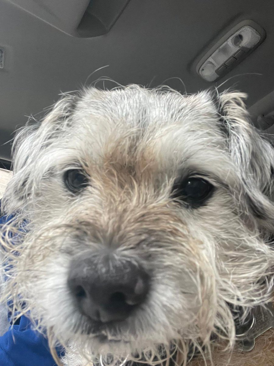 no1border's tweet image. Been fur my 2nd ultrasound 🦷 cleaning at teddy’s any older furs should have a wee look into it as so much better than having the worry of going under💉at the vets. Although it doesn’t do the beard any favours 😂

instagram.com/teddys_edinbur…