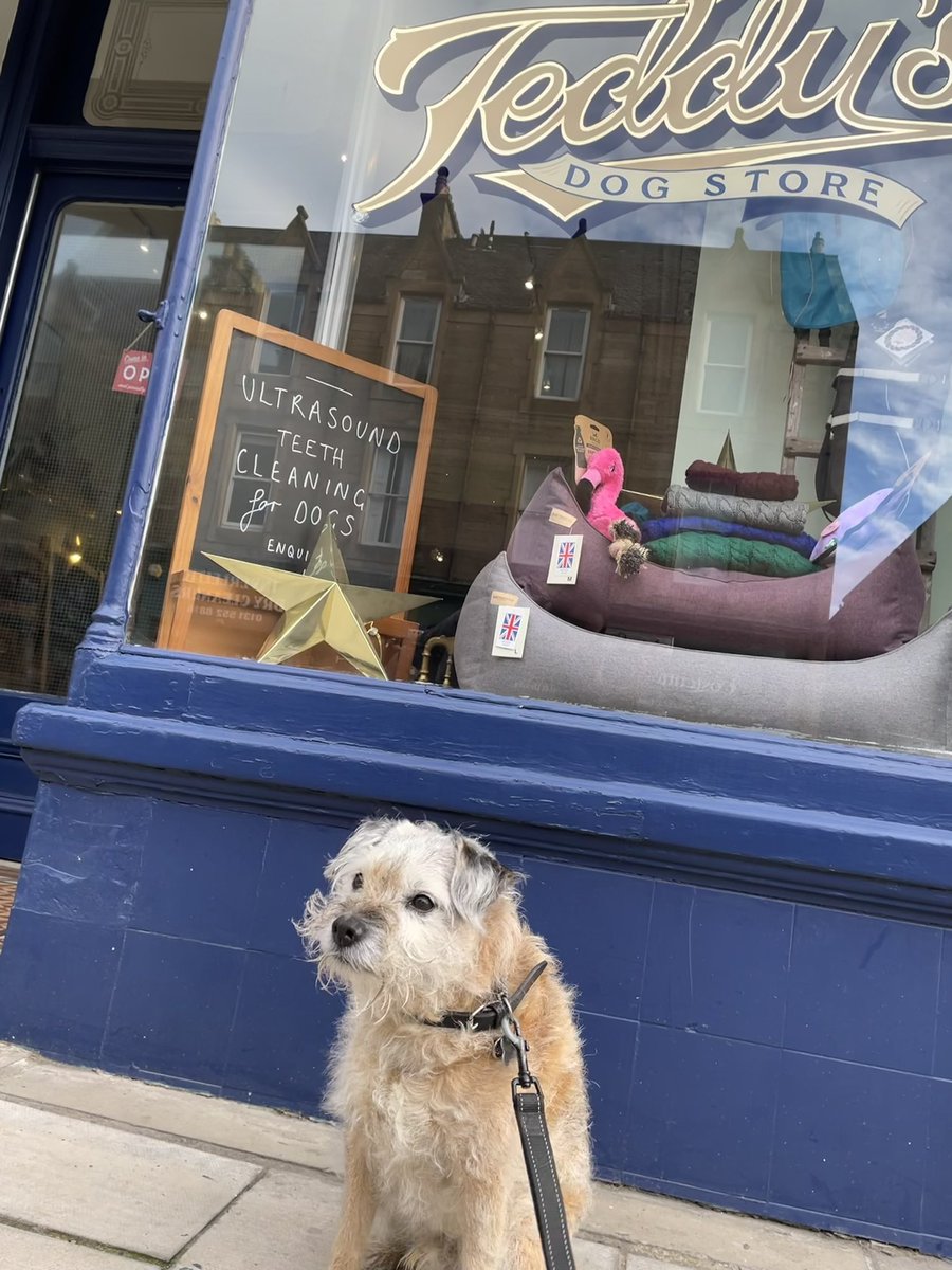 no1border's tweet image. Been fur my 2nd ultrasound 🦷 cleaning at teddy’s any older furs should have a wee look into it as so much better than having the worry of going under💉at the vets. Although it doesn’t do the beard any favours 😂

instagram.com/teddys_edinbur…