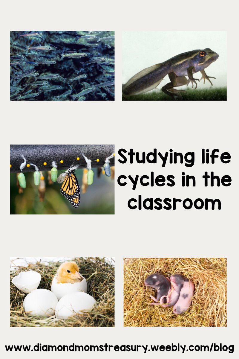 In many primary classrooms, at some time during the year you will find a life cycle of some animal being studied.

Read more 👉 lttr.ai/4BE2

#learningaboutanimals #animalresearch #AnimalLifeCycles
