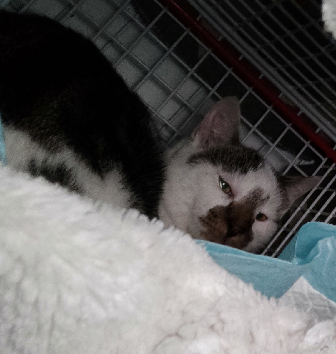 BoubaCie's tweet photo. Trappage d'un des 3 junior "Les Frigos/La voûte"
1 mâle
RDV véto le 16/11 puis sera #chatlibre de #Paris13 https://t.co/vmYy2rZrTy