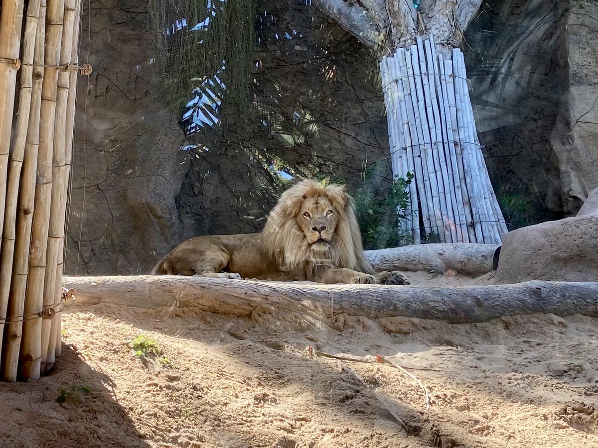 EstherChristina's tweet photo. Ein paar Tiere mit Fell gibt’s dort natürlich auch.
#Urlaub #Teneriffa #LoroParque https://t.co/VV65vLVM6k