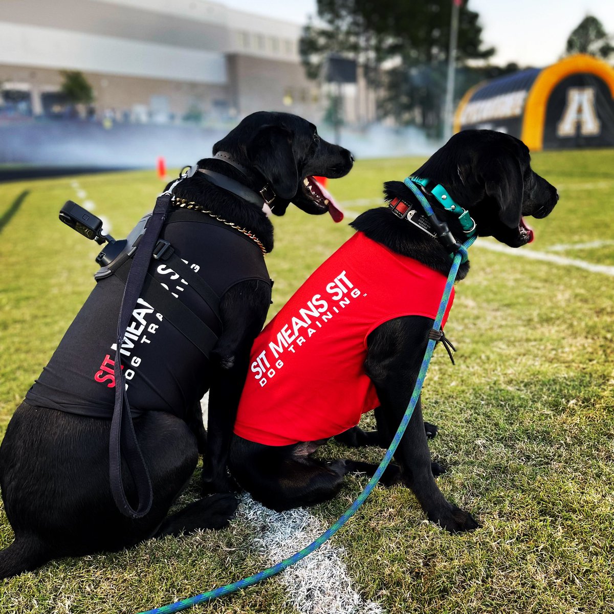 Ripken the Bat Dog tweet media